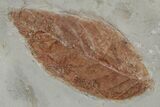Two Fossil Leaves (Cyclocarya & Davidia) - Montana #215522-3